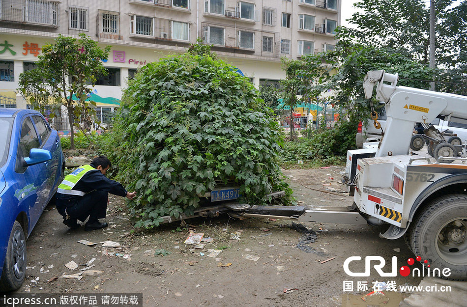 成都“僵尸车”爬满腾蔓