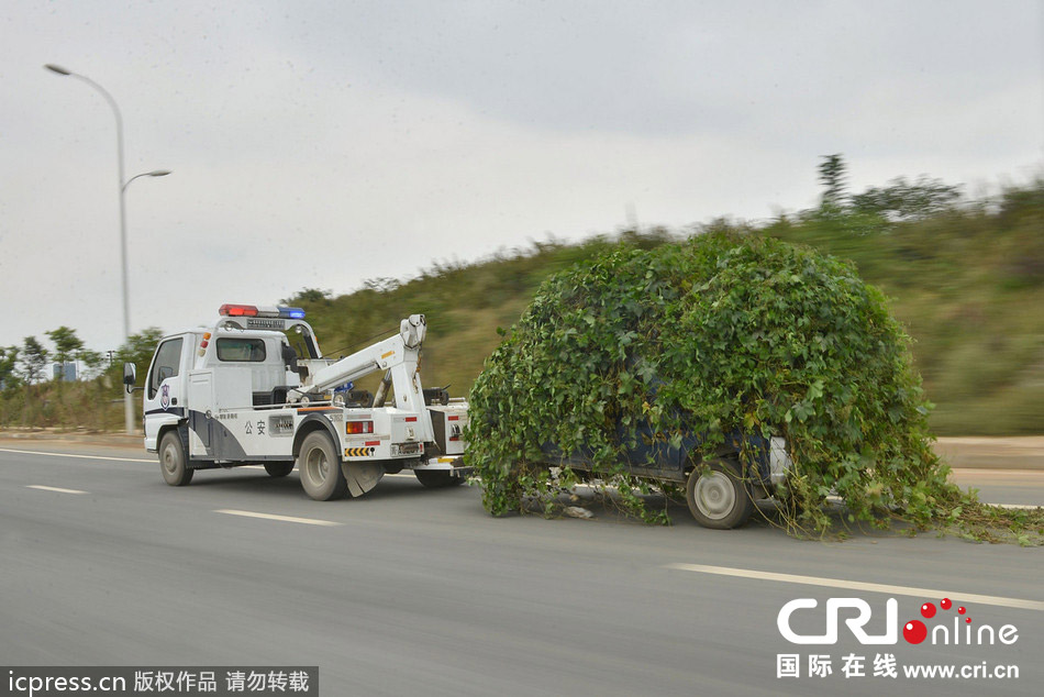 成都“僵尸车”爬满腾蔓