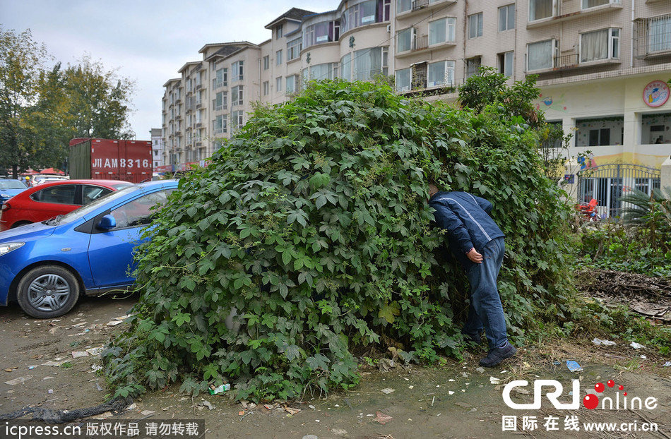 成都“僵尸车”爬满腾蔓