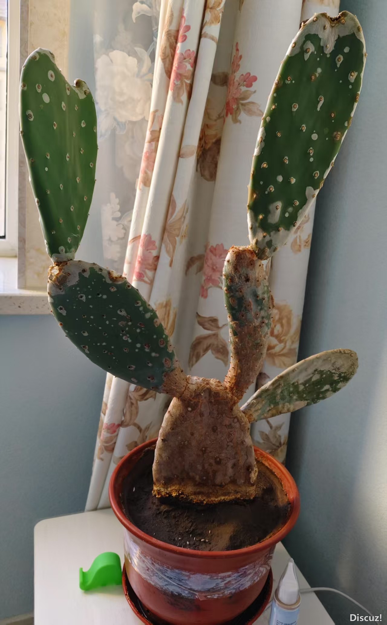 仙人掌粗大