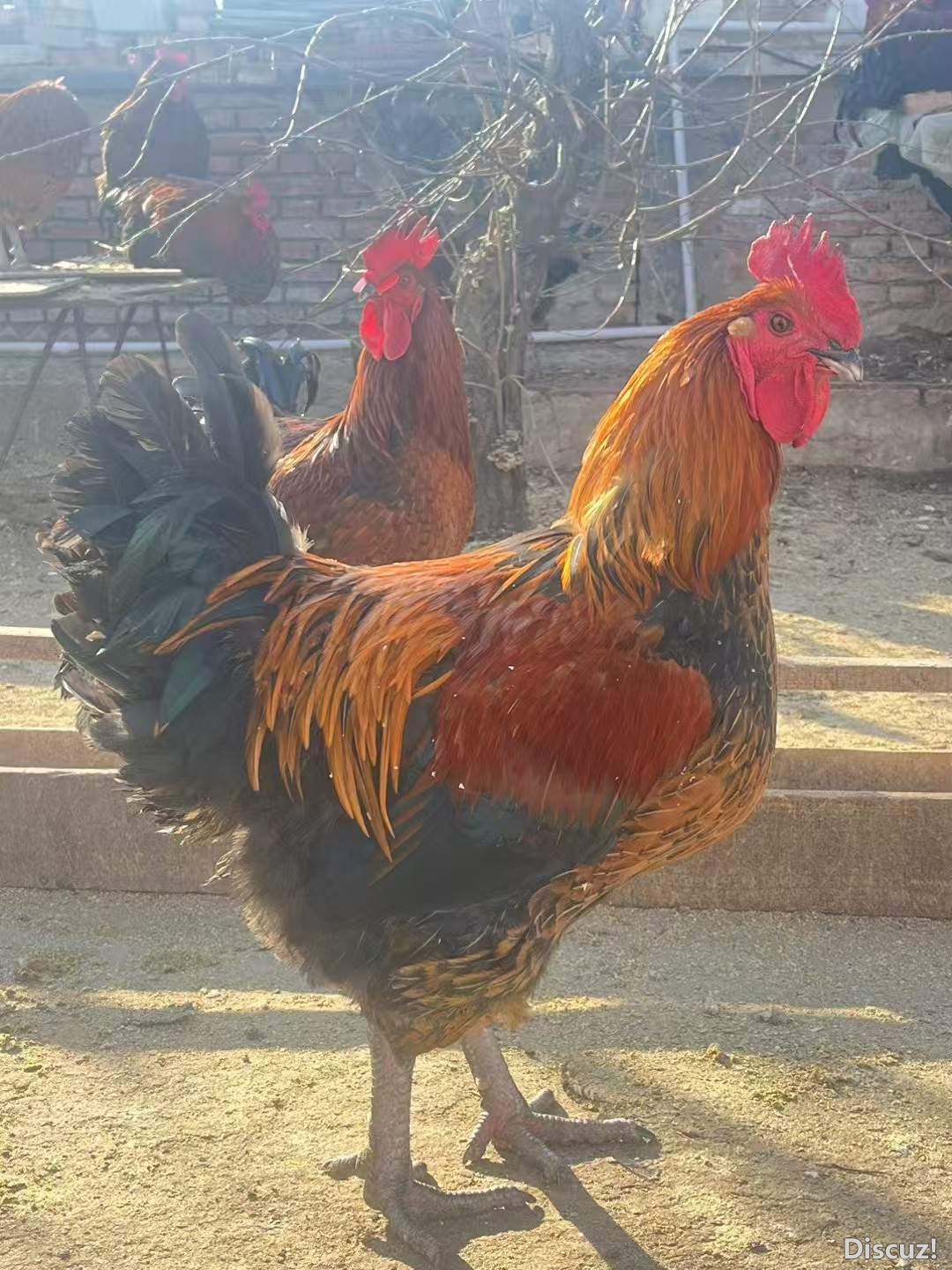 卖大公鸡14747569152